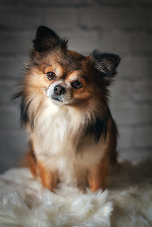 Practices You Should Be Doing In-Between Grooming Appointments