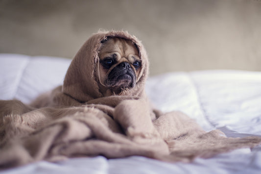 What To Do When Your Dog is Matted!