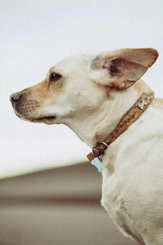 How to Know if Your Dog Has an Ear Infection and What to Do
