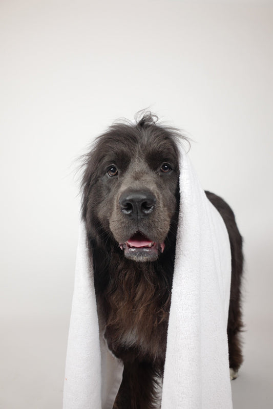 7 Reasons Why Montreal Pet Owners Should Be Regularly Grooming Their Pets