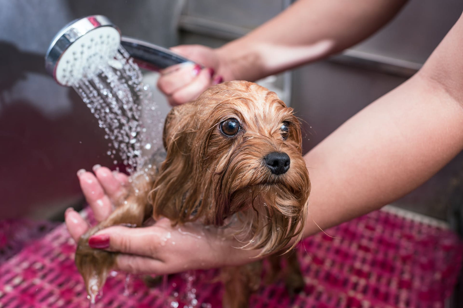 Looking For Pet Grooming in the West-Island?