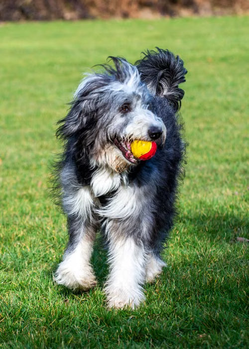 Dog Grooming in NDG (Notre-Dame-de-Grâce): The Local Guide