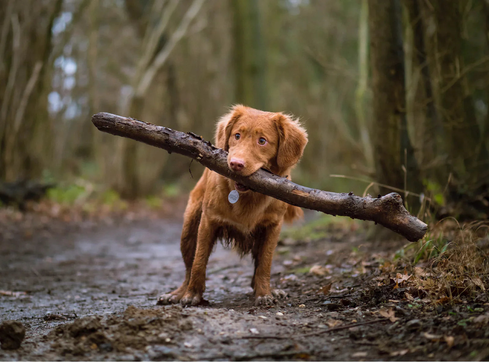 Dog Grooming in Ville Saint-Laurent