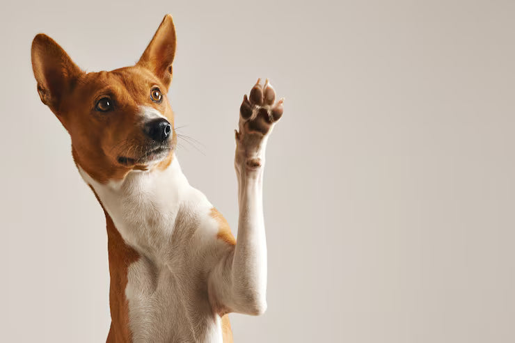 Dog and Cat Grooming in Côte-Saint-Luc & Hampstead: A Local Guide