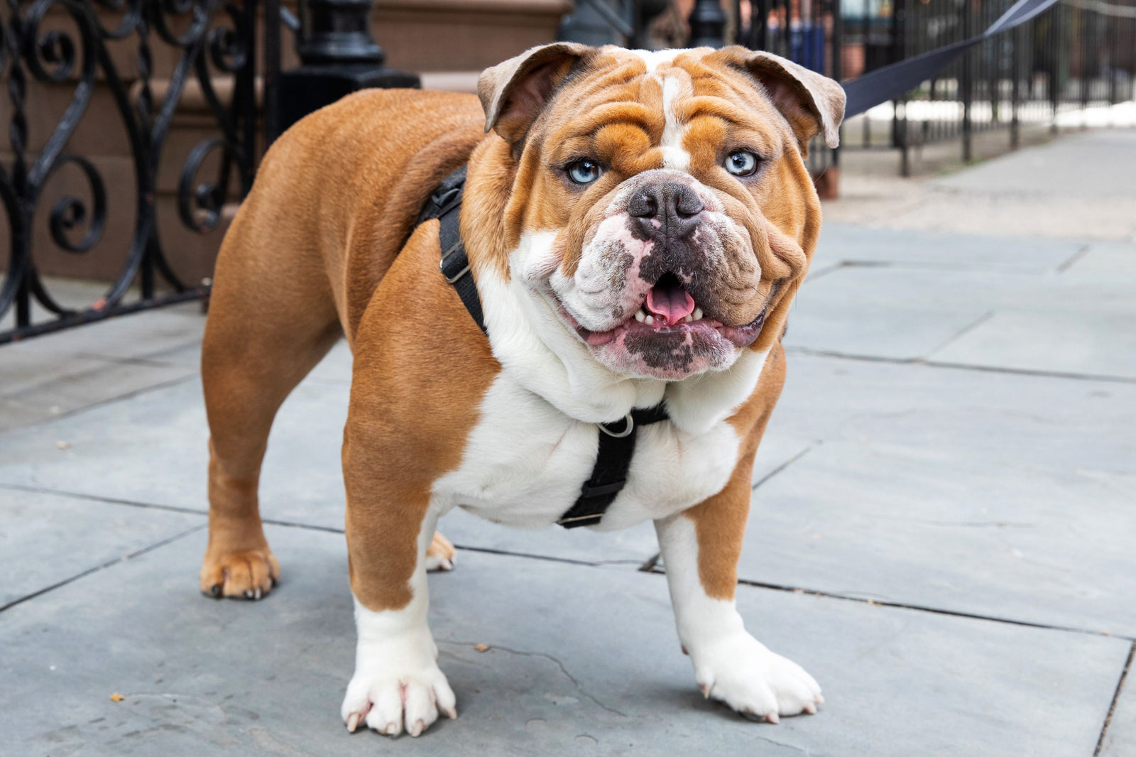 Dog Grooming in Town of Mount Royal: A Complete Guide for Local Pet Owners