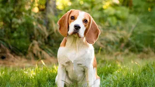 Is Mobile Pet Grooming Worth The Money?
