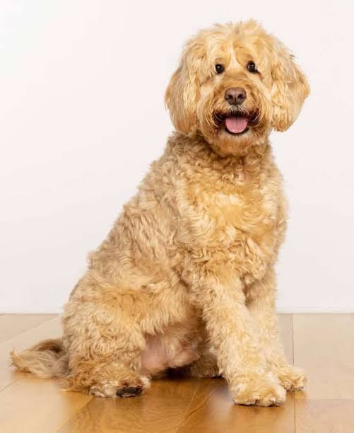 Dog Grooming for Doodles: The Complete Maintenance Schedule