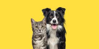 Dog and Cat Grooming in Forest Hill: Premium Mobile Grooming for Forest Hill Pets