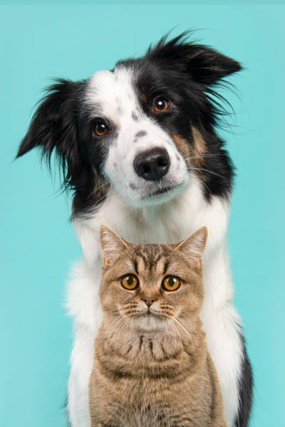 Dog and Cat Grooming in Rosedale: A Local Guide