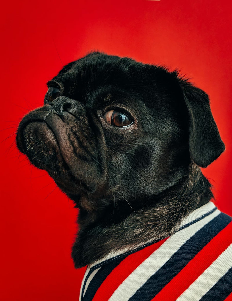 Winter paw care for Canadian dogs