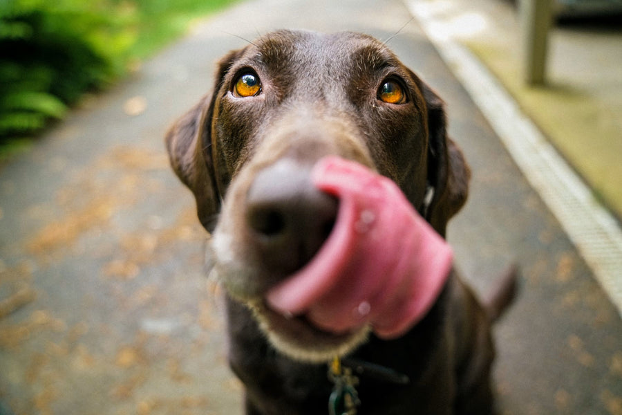 Dog and Cat Grooming in North York: A Local Guide