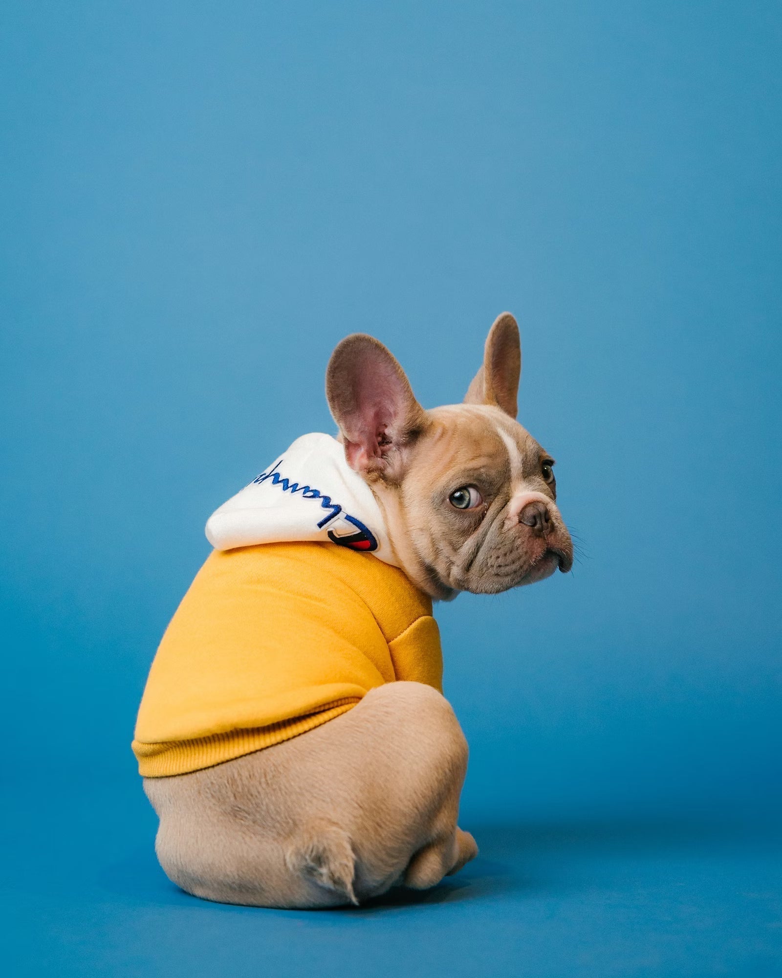 How to prepare your dog for a mobile grooming visit