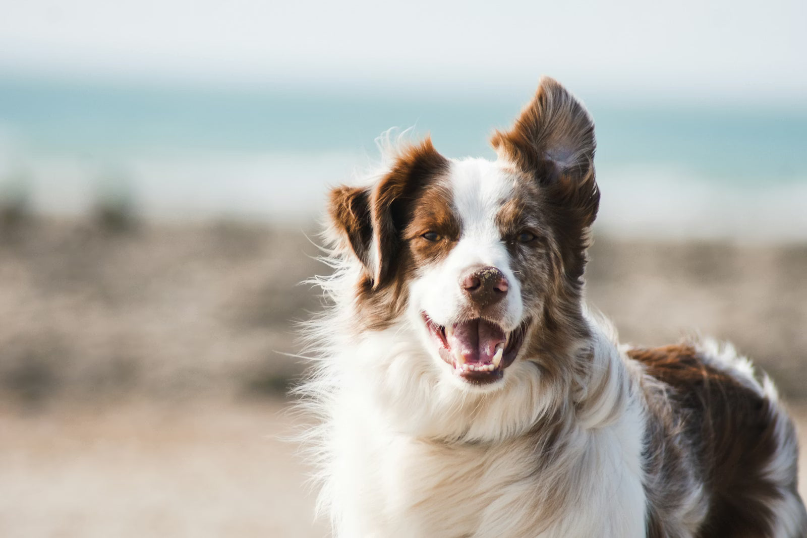 Why mobile grooming is better for anxious dogs