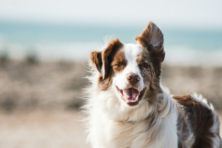 Why mobile grooming is better for anxious dogs