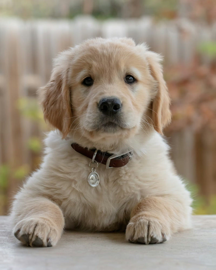 Puppy's first grooming: what to expect