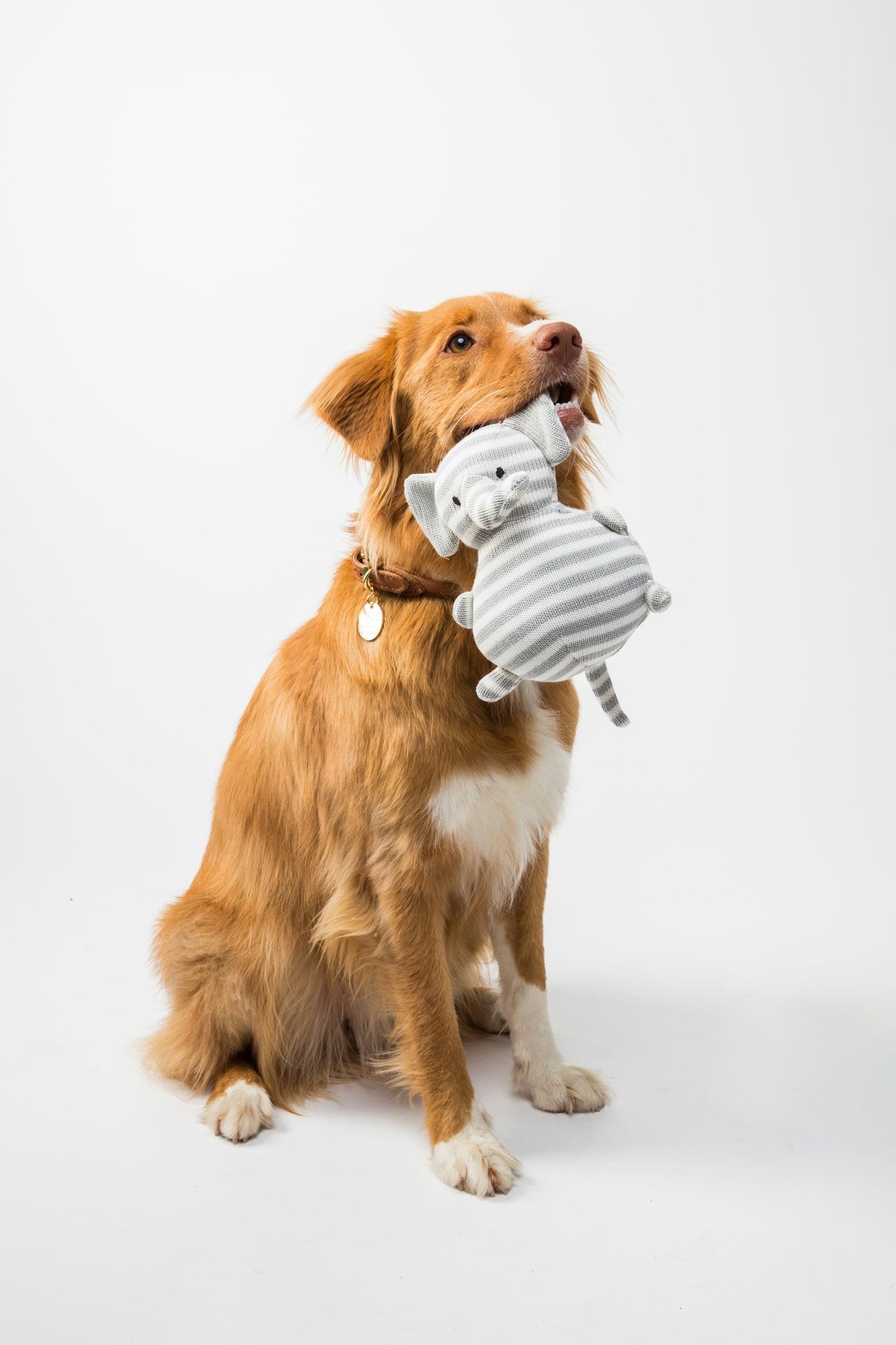 How often should you groom your dog?