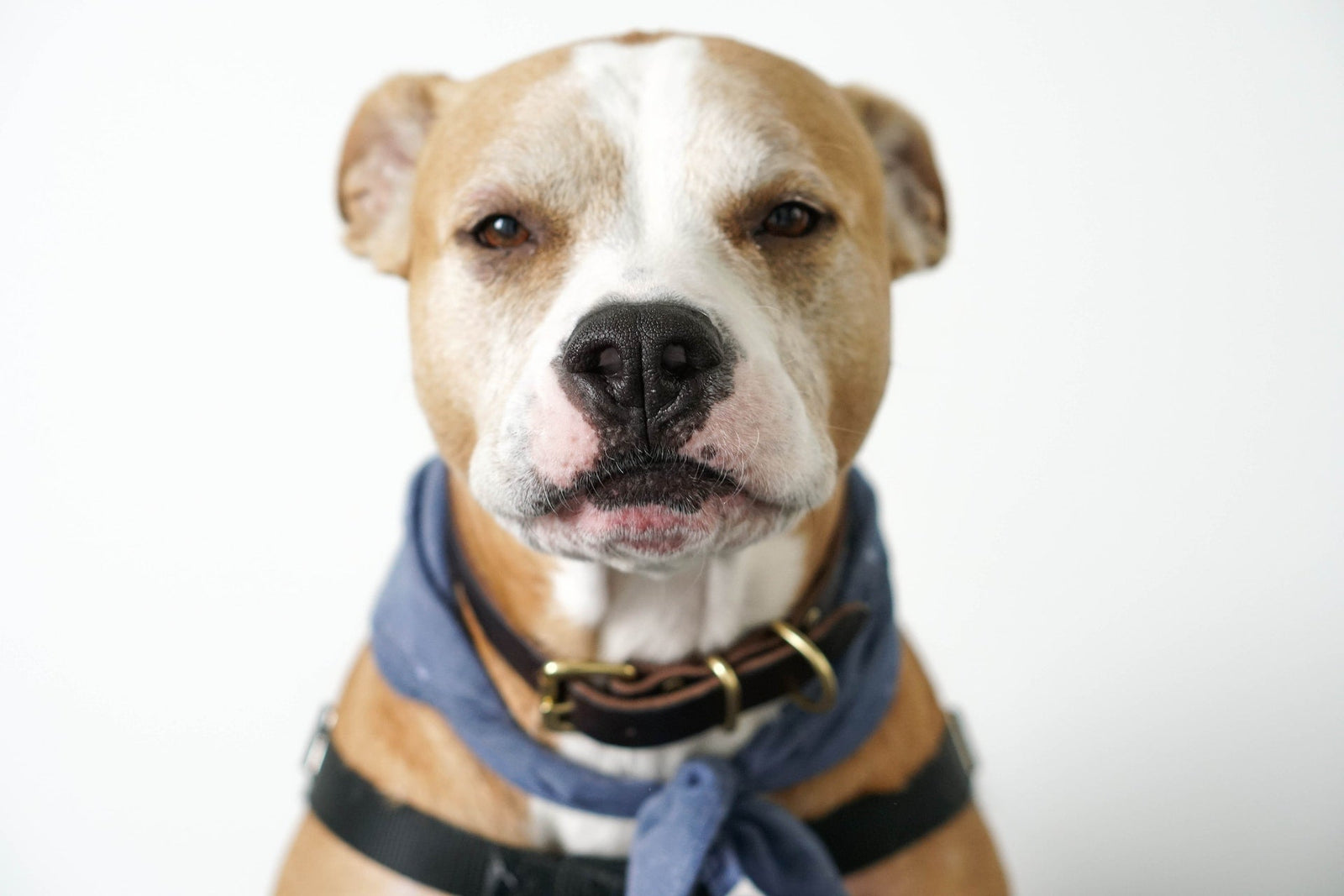 The Benefits of Mobile Pet Grooming for Elderly Pets